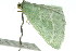  ( - 11ANIC-05488)  @12 [ ] CreativeCommons - Attribution (2011) ANIC/CBG Photography Group Centre for Biodiversity Genomics
