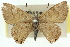  (Acrodipsas hirtipes - 11ANIC-05528)  @11 [ ] CreativeCommons - Attribution (2011) ANIC/CBG Photography Group Centre for Biodiversity Genomics
