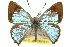  ( - 11ANIC-05575)  @11 [ ] CreativeCommons - Attribution (2011) ANIC/CBG Photography Group Centre for Biodiversity Genomics