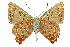  ( - 11ANIC-05576)  @11 [ ] CreativeCommons - Attribution (2011) ANIC/CBG Photography Group Centre for Biodiversity Genomics