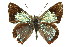  ( - 11ANIC-05577)  @11 [ ] CreativeCommons - Attribution (2011) ANIC/CBG Photography Group Centre for Biodiversity Genomics