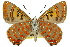  ( - 11ANIC-05578)  @11 [ ] CreativeCommons - Attribution (2011) ANIC/CBG Photography Group Centre for Biodiversity Genomics