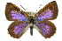  (Hypochrysops ignita - 11ANIC-05584)  @15 [ ] CreativeCommons - Attribution (2011) ANIC/CBG Photography Group Centre for Biodiversity Genomics