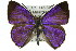  (Hypochrysops miskini - 11ANIC-05600)  @15 [ ] CreativeCommons - Attribution (2011) ANIC/CBG Photography Group Centre for Biodiversity Genomics