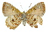  ( - 11ANIC-05601)  @11 [ ] CreativeCommons - Attribution (2011) ANIC/CBG Photography Group Centre for Biodiversity Genomics