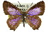  ( - 11ANIC-05602)  @11 [ ] CreativeCommons - Attribution (2011) ANIC/CBG Photography Group Centre for Biodiversity Genomics