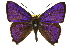 ( - 11ANIC-05603)  @15 [ ] CreativeCommons - Attribution (2011) ANIC/CBG Photography Group Centre for Biodiversity Genomics