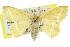  ( - 11ANIC-05615)  @13 [ ] CreativeCommons - Attribution (2011) ANIC/CBG Photography Group Centre for Biodiversity Genomics