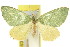  ( - 11ANIC-05623)  @11 [ ] CreativeCommons - Attribution (2011) ANIC/CBG Photography Group Centre for Biodiversity Genomics