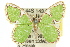  ( - 11ANIC-05672)  @15 [ ] CreativeCommons - Attribution (2011) ANIC/CBG Photography Group Centre for Biodiversity Genomics