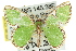  (Comostola cedilla - 11ANIC-05673)  @15 [ ] CreativeCommons - Attribution (2011) ANIC/CBG Photography Group Centre for Biodiversity Genomics