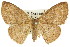  ( - 11ANIC-05685)  @11 [ ] CreativeCommons - Attribution (2011) ANIC/CBG Photography Group Centre for Biodiversity Genomics