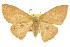  ( - 11ANIC-05686)  @11 [ ] CreativeCommons - Attribution (2011) ANIC/CBG Photography Group Centre for Biodiversity Genomics
