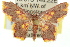  ( - 11ANIC-05702)  @13 [ ] CreativeCommons - Attribution (2011) ANIC/CBG Photography Group Centre for Biodiversity Genomics