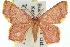  ( - 11ANIC-05710)  @14 [ ] CreativeCommons - Attribution (2011) ANIC/CBG Photography Group Centre for Biodiversity Genomics