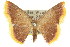 (Chrysocraspeda sp. ANIC5 - 11ANIC-05713)  @14 [ ] CreativeCommons - Attribution (2011) ANIC/CBG Photography Group Centre for Biodiversity Genomics