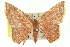  ( - 11ANIC-05719)  @11 [ ] CreativeCommons - Attribution (2011) ANIC/CBG Photography Group Centre for Biodiversity Genomics