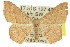  (Traminda - 11ANIC-05724)  @16 [ ] CreativeCommons - Attribution (2011) ANIC/CBG Photography Group Centre for Biodiversity Genomics