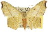  (Traminda aventiaria - 11ANIC-05728)  @15 [ ] CreativeCommons - Attribution (2011) ANIC/CBG Photography Group Centre for Biodiversity Genomics