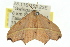  ( - 11ANIC-05732)  @12 [ ] CreativeCommons - Attribution (2011) ANIC/CBG Photography Group Centre for Biodiversity Genomics