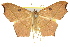  (Traminda rubra - 11ANIC-05733)  @15 [ ] CreativeCommons - Attribution (2011) ANIC/CBG Photography Group Centre for Biodiversity Genomics