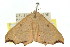  ( - 11ANIC-05734)  @12 [ ] CreativeCommons - Attribution (2011) ANIC/CBG Photography Group Centre for Biodiversity Genomics