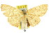  (Mesotrophe nephelospila - 11ANIC-05764)  @11 [ ] CreativeCommons - Attribution (2011) ANIC/CBG Photography Group Centre for Biodiversity Genomics
