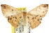  ( - 11ANIC-05771)  @11 [ ] CreativeCommons - Attribution (2011) ANIC/CBG Photography Group Centre for Biodiversity Genomics