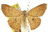  ( - 11ANIC-05772)  @11 [ ] CreativeCommons - Attribution (2011) ANIC/CBG Photography Group Centre for Biodiversity Genomics