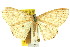  (Perixera lapidata - 11ANIC-05781)  @11 [ ] CreativeCommons - Attribution (2011) ANIC/CBG Photography Group Centre for Biodiversity Genomics