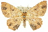  (Perixera - 11ANIC-05783)  @15 [ ] CreativeCommons - Attribution (2011) ANIC/CBG Photography Group Centre for Biodiversity Genomics