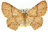  ( - 11ANIC-05784)  @11 [ ] CreativeCommons - Attribution (2011) ANIC/CBG Photography Group Centre for Biodiversity Genomics