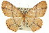  (Perixera flavirubra - 11ANIC-05785)  @15 [ ] CreativeCommons - Attribution (2011) ANIC/CBG Photography Group Centre for Biodiversity Genomics