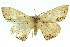  (Perixera porphyropis - 11ANIC-05788)  @14 [ ] CreativeCommons - Attribution (2011) ANIC/CBG Photography Group Centre for Biodiversity Genomics