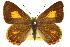  (Hypochrysops byzos - 11ANIC-05797)  @14 [ ] CreativeCommons - Attribution (2011) ANIC/CBG Photography Group Centre for Biodiversity Genomics