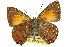  ( - 11ANIC-05801)  @11 [ ] CreativeCommons - Attribution (2011) ANIC/CBG Photography Group Centre for Biodiversity Genomics