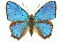  ( - 11ANIC-05811)  @14 [ ] CreativeCommons - Attribution (2011) ANIC/CBG Photography Group Centre for Biodiversity Genomics