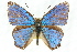  ( - 11ANIC-05813)  @13 [ ] CreativeCommons - Attribution (2011) ANIC/CBG Photography Group Centre for Biodiversity Genomics