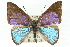  ( - 11ANIC-05821)  @13 [ ] CreativeCommons - Attribution (2011) ANIC/CBG Photography Group Centre for Biodiversity Genomics