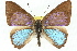  ( - 11ANIC-05823)  @13 [ ] CreativeCommons - Attribution (2011) ANIC/CBG Photography Group Centre for Biodiversity Genomics