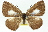  ( - 11ANIC-05828)  @11 [ ] CreativeCommons - Attribution (2011) ANIC/CBG Photography Group Centre for Biodiversity Genomics