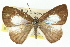  ( - 11ANIC-05830)  @14 [ ] CreativeCommons - Attribution (2011) ANIC/CBG Photography Group Centre for Biodiversity Genomics