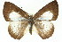  ( - 11ANIC-05831)  @11 [ ] CreativeCommons - Attribution (2011) ANIC/CBG Photography Group Centre for Biodiversity Genomics