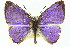  (Philiris ziska - 11ANIC-05835)  @14 [ ] CreativeCommons - Attribution (2011) ANIC/CBG Photography Group Centre for Biodiversity Genomics