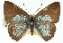  (Philiris sappheira - 11ANIC-05837)  @14 [ ] CreativeCommons - Attribution (2011) ANIC/CBG Photography Group Centre for Biodiversity Genomics