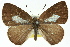  ( - 11ANIC-05838)  @13 [ ] CreativeCommons - Attribution (2011) ANIC/CBG Photography Group Centre for Biodiversity Genomics