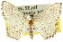  ( - 11ANIC-05892)  @11 [ ] CreativeCommons - Attribution (2011) ANIC/CBG Photography Group Centre for Biodiversity Genomics