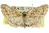  (Dithalama sp. ANIC1 - 11ANIC-05895)  @13 [ ] CreativeCommons - Attribution (2011) ANIC/CBG Photography Group Centre for Biodiversity Genomics