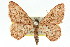  ( - 11ANIC-05900)  @13 [ ] CreativeCommons - Attribution (2011) ANIC/CBG Photography Group Centre for Biodiversity Genomics