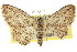  ( - 11ANIC-05909)  @11 [ ] CreativeCommons - Attribution (2011) ANIC/CBG Photography Group Centre for Biodiversity Genomics
